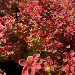Dřišťál Thunbergův 'Red Hot Chili' - Berberis thunbergii 'Red Hot Chili'