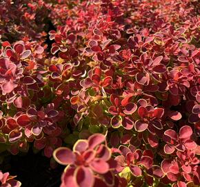 Dřišťál Thunbergův 'Red Hot Chili' - Berberis thunbergii 'Red Hot Chili'