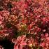 Berberis thunbergii 'Red Hot Chili' (1).JPG