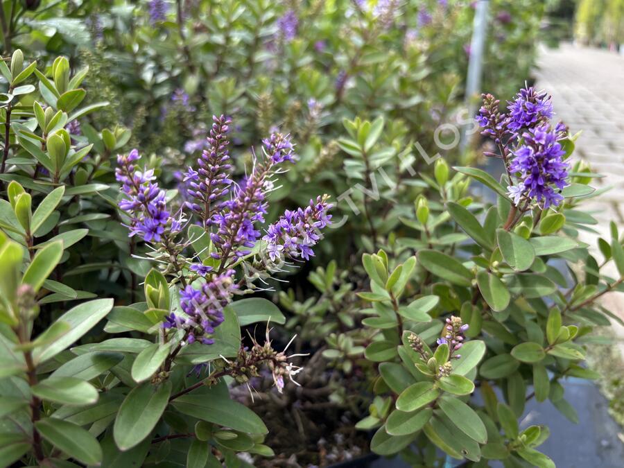 Hebe 'Naughties Blue' - Hebe 'Naughties Blue'