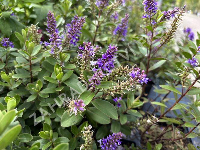 Hebe 'Naughties Blue' - Hebe 'Naughties Blue'