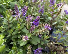 Hebe 'Naughties Blue'