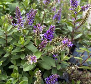 Hebe 'Naughties Blue' - Hebe 'Naughties Blue'