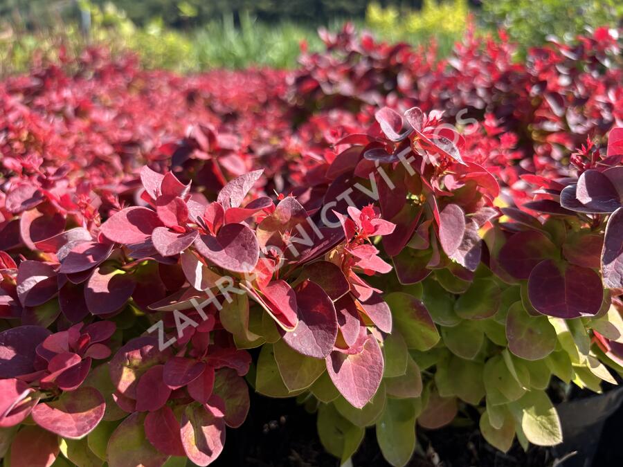 Dřišťál Thunbergům 'Dart's Purple' - Berberis thunbergii 'Dart's Purple'