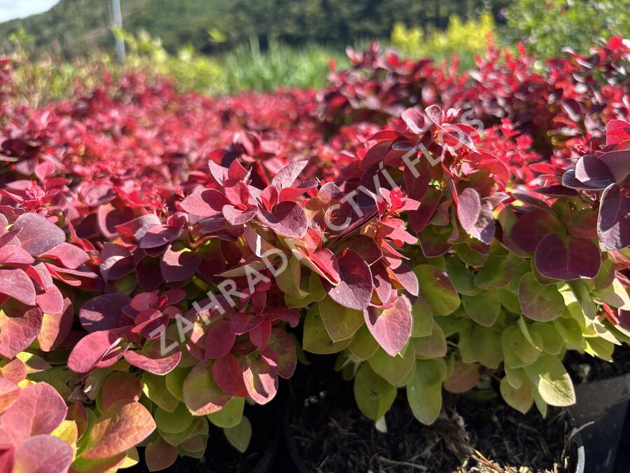 Dřišťál Thunbergům 'Dart's Purple' - Berberis thunbergii 'Dart's Purple'