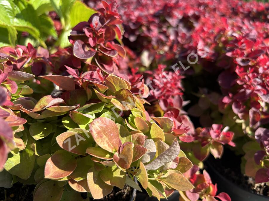 Dřišťál Thunbergům 'Dart's Purple' - Berberis thunbergii 'Dart's Purple'