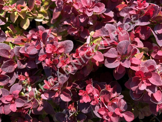 Dřišťál Thunbergům 'Dart's Purple' - Berberis thunbergii 'Dart's Purple'
