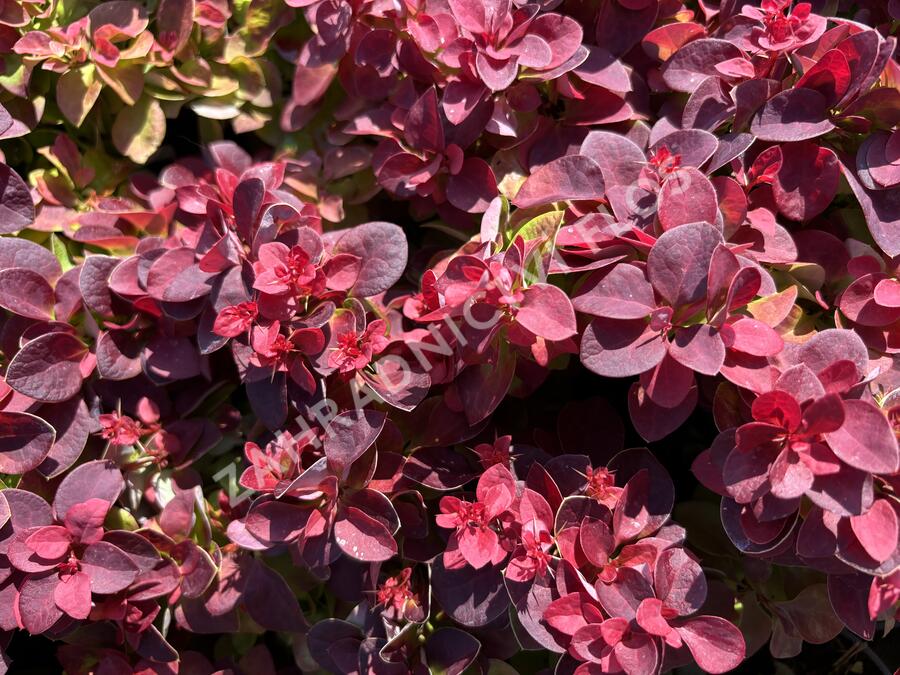Dřišťál Thunbergům 'Dart's Purple' - Berberis thunbergii 'Dart's Purple'