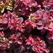 Dřišťál Thunbergům 'Dart's Purple' - Berberis thunbergii 'Dart's Purple'