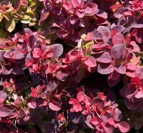 Dřišťál Thunbergům 'Dart's Purple' - Berberis thunbergii 'Dart's Purple'