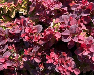 Dřišťál Thunbergův 'Dart's Purple'