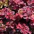 Berberis thunbergii 'Dart's Purple'_01.JPG