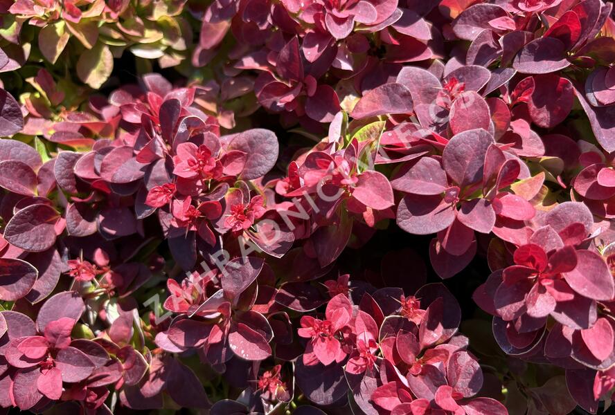 Dřišťál Thunbergův 'Dart's Purple' - Berberis thunbergii 'Dart's Purple'