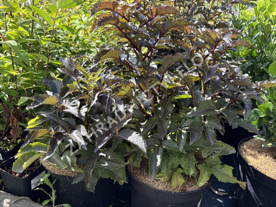 Bez černý 'Black Tower' - Sambucus nigra 'Black Tower'