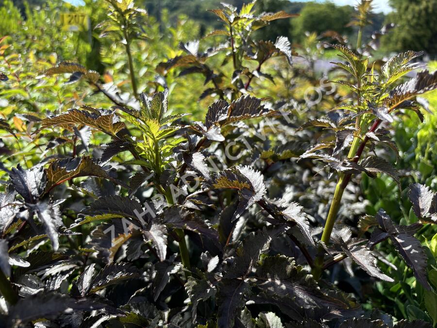 Bez černý 'Black Tower' - Sambucus nigra 'Black Tower'