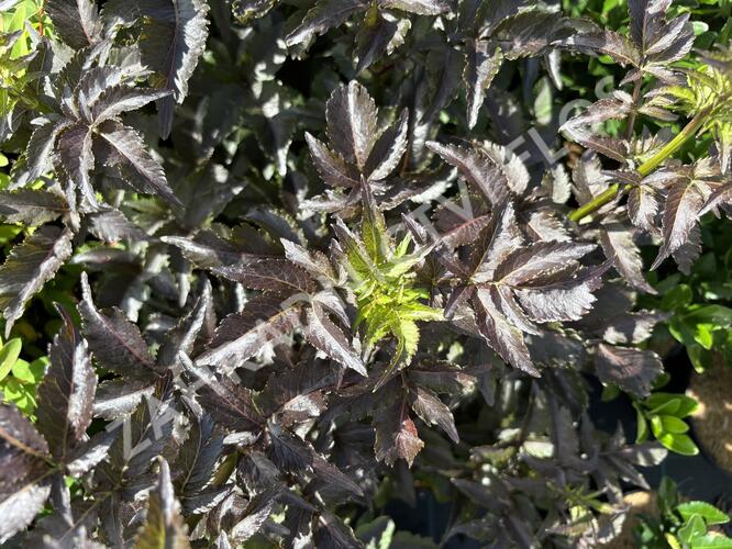 Bez černý 'Black Tower' - Sambucus nigra 'Black Tower'
