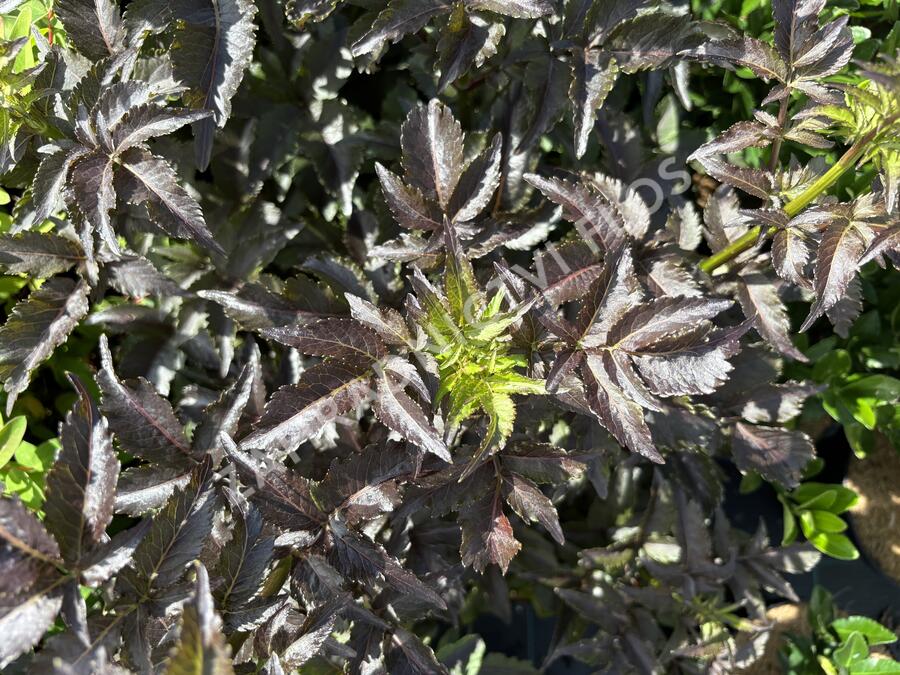 Bez černý 'Black Tower' - Sambucus nigra 'Black Tower'