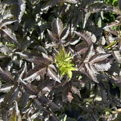 Bez černý 'Black Tower' - Sambucus nigra 'Black Tower'
