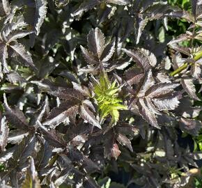 Bez černý 'Black Tower' - Sambucus nigra 'Black Tower'