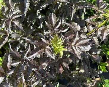 Bez černý 'Black Tower'