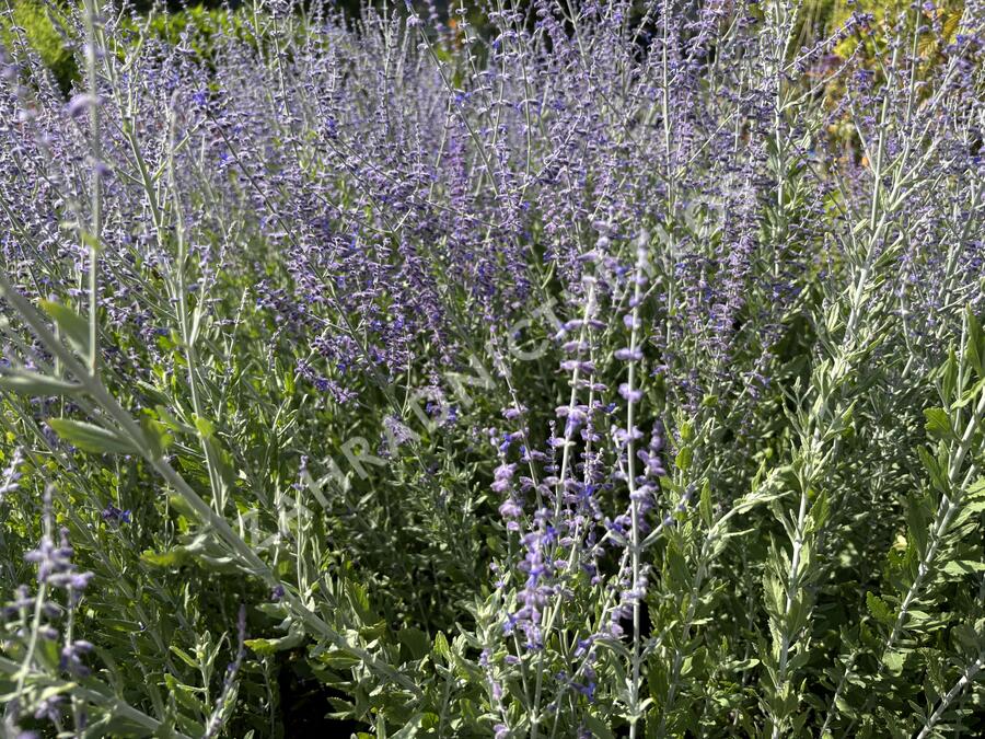 Perovskie lebedolistá 'Steel Blue' - Perovskia atriplicifolia 'Steel Blue'