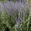 Perovskie lebedolistá 'Steel Blue' - Perovskia atriplicifolia 'Steel Blue'
