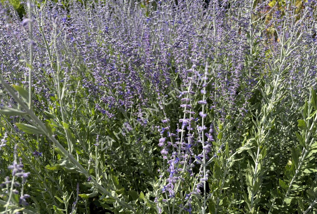 Perovskie lebedolistá 'Steel Blue' - Perovskia atriplicifolia 'Steel Blue'