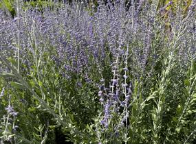 Perovskie lebedolistá 'Steel Blue' - Perovskia atriplicifolia 'Steel Blue'