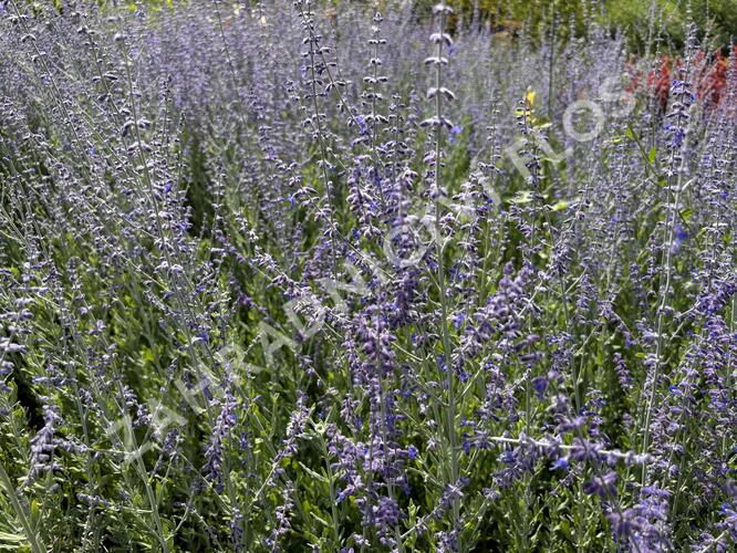 Perovskie lebedolistá 'Steel Blue' - Perovskia atriplicifolia 'Steel Blue'