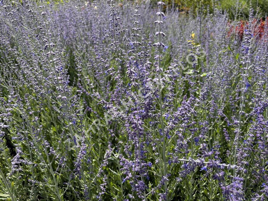 Perovskie lebedolistá 'Steel Blue' - Perovskia atriplicifolia 'Steel Blue'