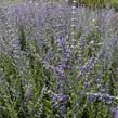 Perovskie lebedolistá 'Steel Blue' - Perovskia atriplicifolia 'Steel Blue'