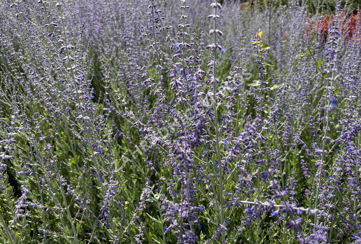 Perovskie lebedolistá 'Steel Blue' - Perovskia atriplicifolia 'Steel Blue'