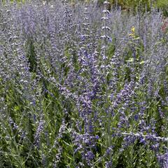 Perovskie lebedolistá 'Steel Blue' - Perovskia atriplicifolia 'Steel Blue'
