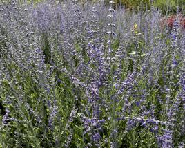 Perovskie lebedolistá 'Steel Blue'
