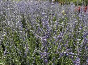 Perovskie lebedolistá 'Steel Blue' - Perovskia atriplicifolia 'Steel Blue'