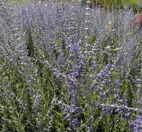 Perovskie lebedolistá 'Steel Blue' - Perovskia atriplicifolia 'Steel Blue'