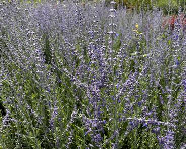 Perovskie lebedolistá 'Steel Blue'