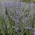 Perovskia atriplicifolia 'Steel Blue' (2).JPG