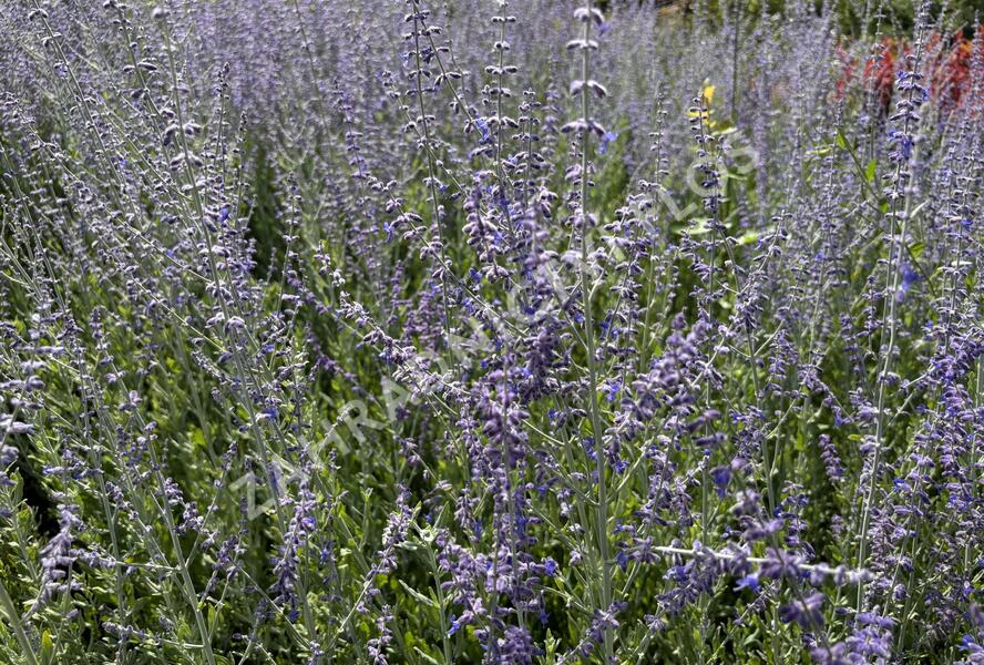 Perovskie lebedolistá 'Steel Blue' - Perovskia atriplicifolia 'Steel Blue'