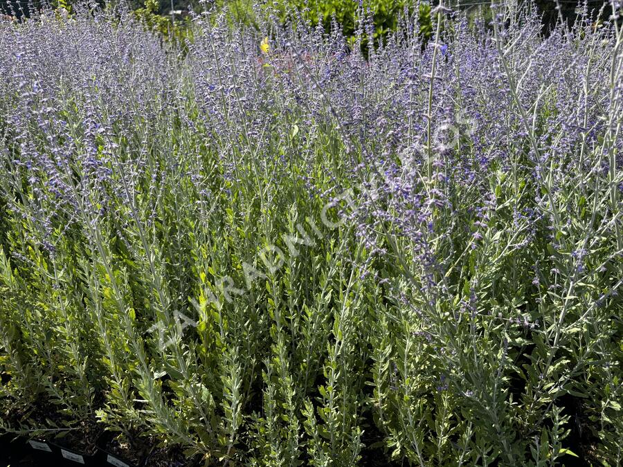 Perovskie lebedolistá 'Steel Blue' - Perovskia atriplicifolia 'Steel Blue'