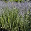 Perovskie lebedolistá 'Steel Blue' - Perovskia atriplicifolia 'Steel Blue'