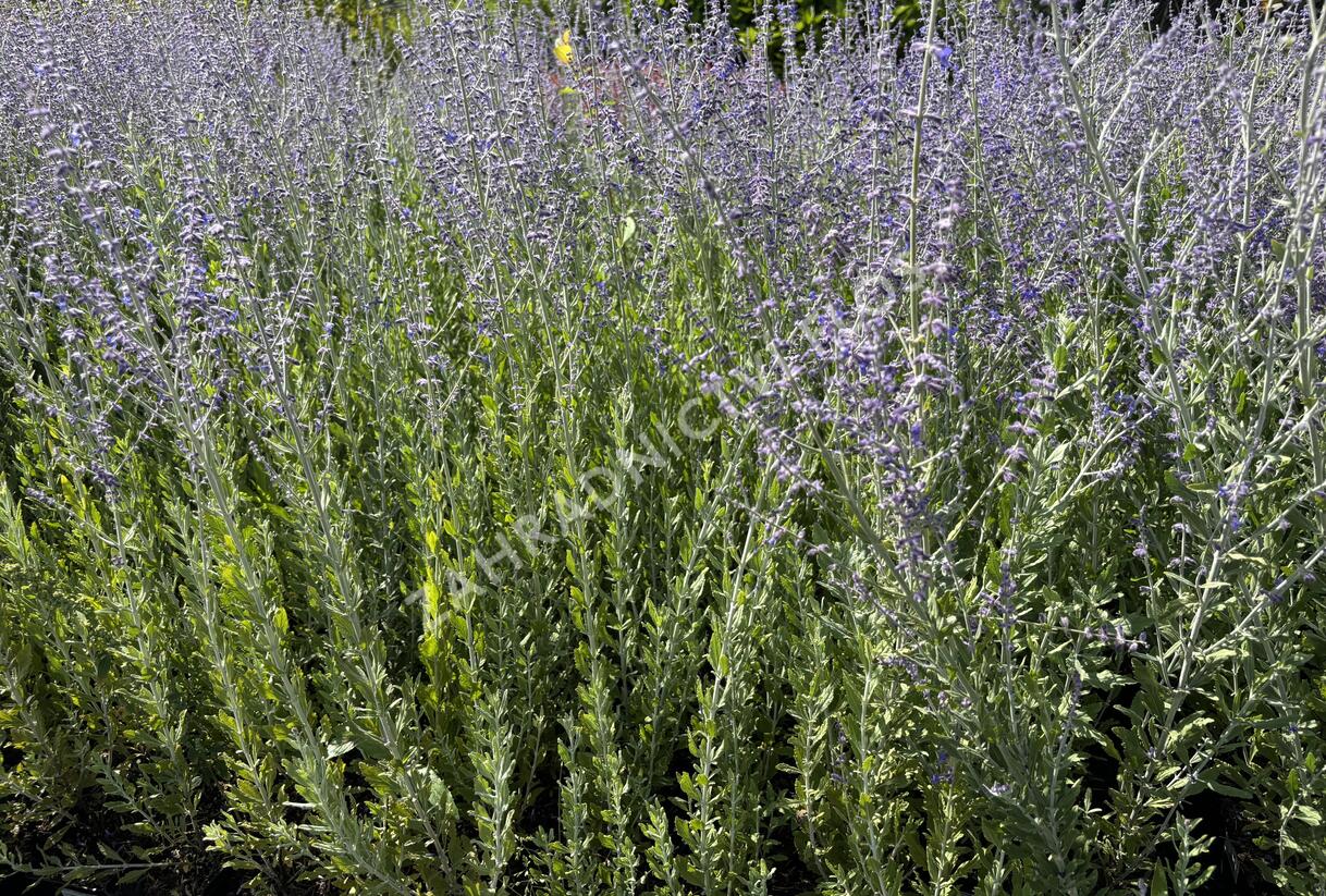 Perovskie lebedolistá 'Steel Blue' - Perovskia atriplicifolia 'Steel Blue'