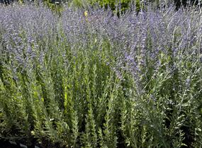 Perovskie lebedolistá 'Steel Blue' - Perovskia atriplicifolia 'Steel Blue'