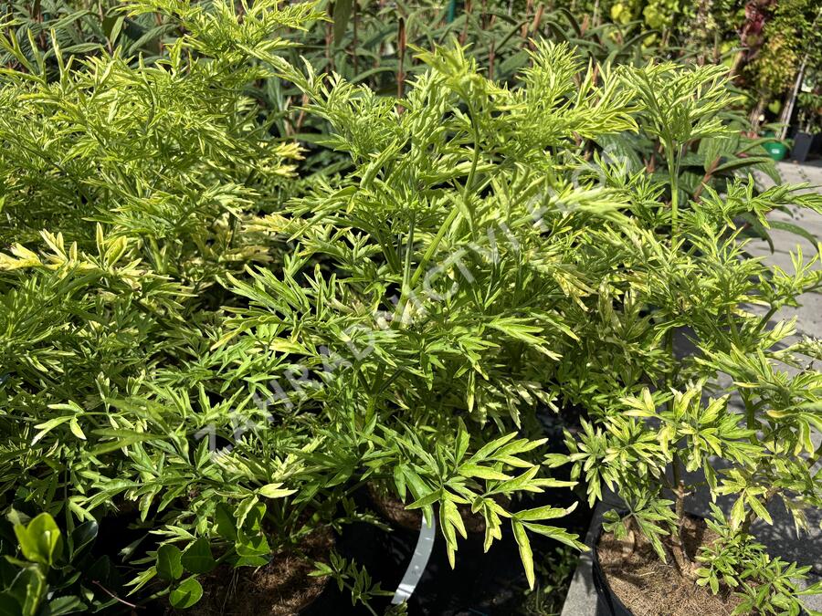 Bez černý 'Golden Tower' - Sambucus nigra 'Golden Tower'