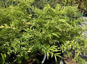 Bez černý 'Golden Tower' - Sambucus nigra 'Golden Tower'