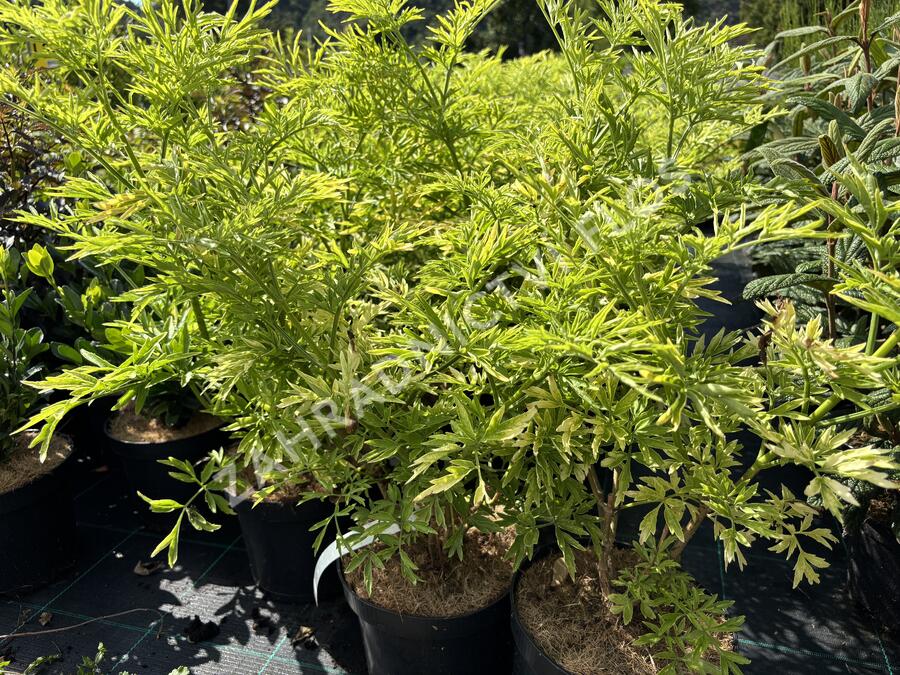 Bez černý 'Golden Tower' - Sambucus nigra 'Golden Tower'