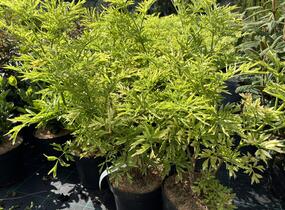 Bez černý 'Golden Tower' - Sambucus nigra 'Golden Tower'