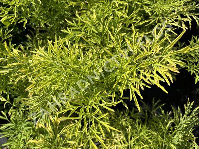 Bez černý 'Golden Tower' - Sambucus nigra 'Golden Tower'