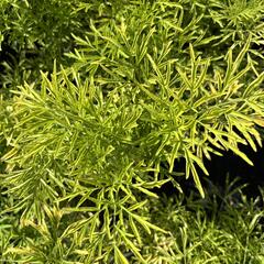 Bez černý 'Golden Tower' - Sambucus nigra 'Golden Tower'