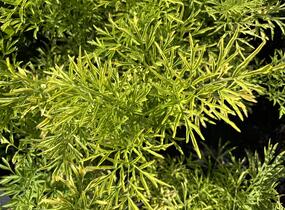 Bez černý 'Golden Tower' - Sambucus nigra 'Golden Tower'